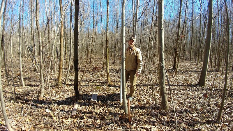 The American Chestnut Foundation