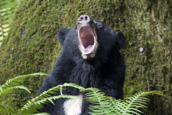 Kentucky Black Bear Festival