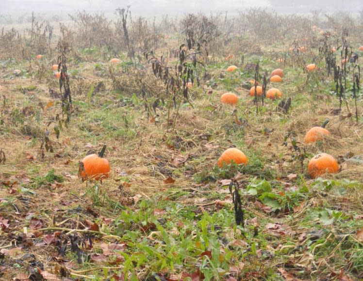 Sleepy Hollow Farm Pumpkin Patch