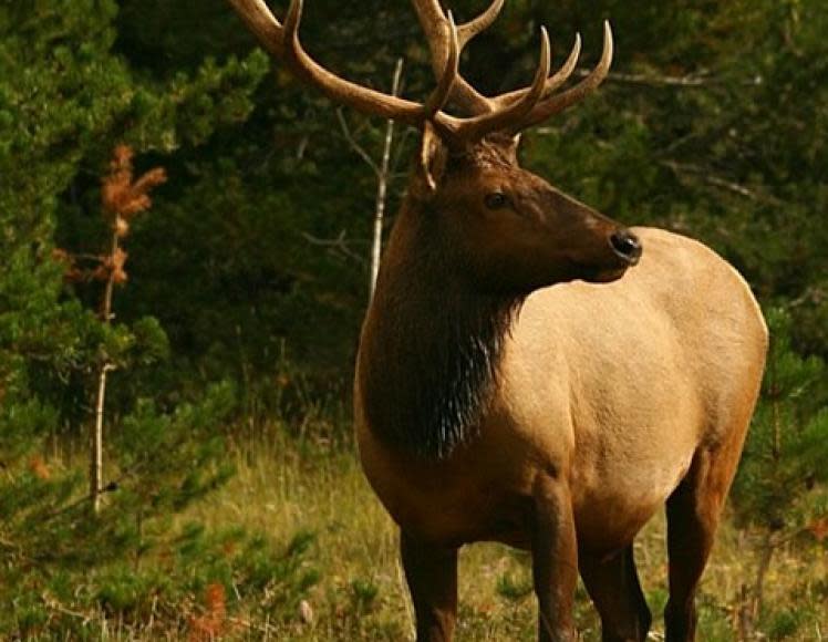 Elk viewing