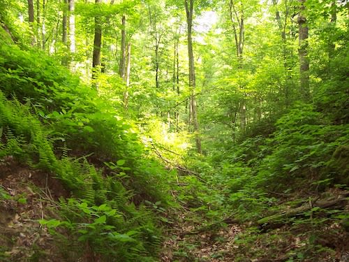 Tygarts State Forest