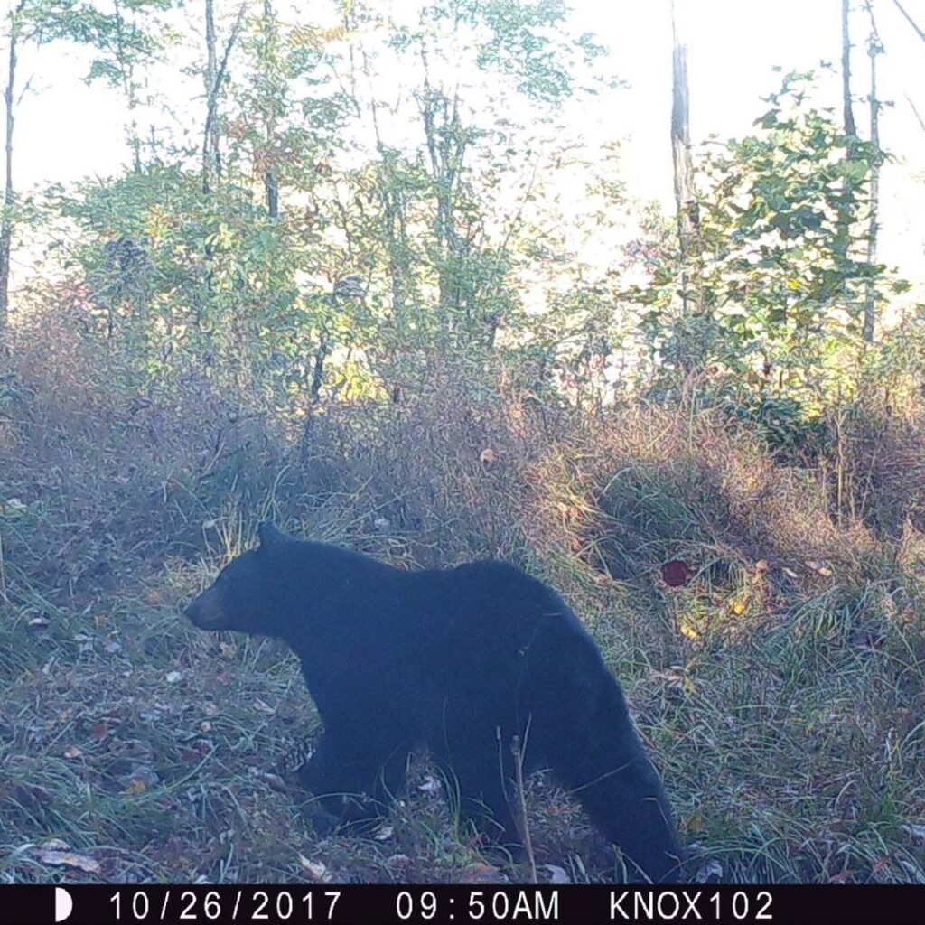 Bear Essentials Outdoor Outfitters